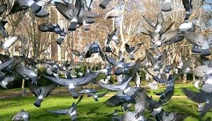 Revuelo de palomas
